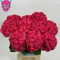 Hydrangea Royal Anastasia Pink 60cm 12-14cm Hd