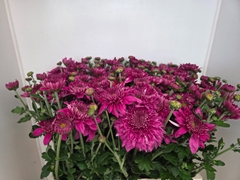 Chrysanth Spray Gompie Super Purper 60cm