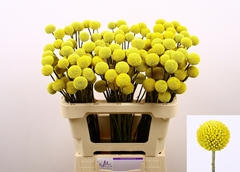 Craspedia Paintball Pop 50cm