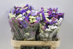 Limonium Sinuatum Mix 60cm 30gr.