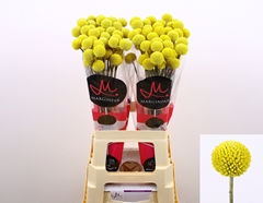 Craspedia Paintball Pop 70cm