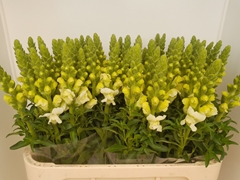Antirrhinum Potomac Ivory White 80cm