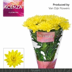 Chrysanth Spray Baltica Yellow 70cm 75gr.