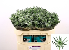 Eryngium Sirius Questar 70cm