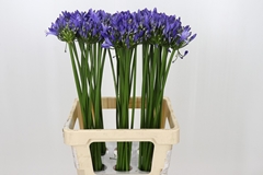 Agapanthus Uri 70cm