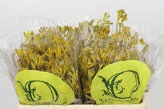 Anigozanthos Yellow Gem 50cm