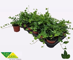 Hedera Helix Shamrock 9Ø 15cm