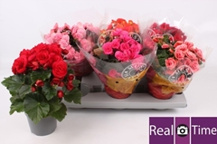 Begonia Double Mix 13Ø 28cm