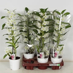 Dendrobium Nobile Cultivars 12Ø 50cm 1st