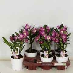 Dendrobium Nobile Cultivars 12Ø 35cm 1st