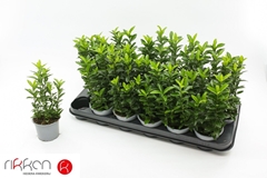 Euonymus Green Spire 9Ø 18cm
