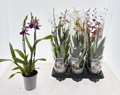 Cambria Mix 12Ø 50cm 2st