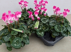 Cyclamen Midi Indiaka 13Ø 30cm
