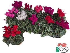 Cyclamen Super Serie Carino 10Ø 25cm