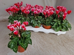 Cyclamen Super Serie Carino 10Ø 25cm