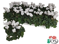 Cyclamen Super Serie Carino 10Ø 25cm
