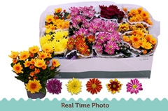 Chrysanth Mix 6 Mix 12Ø 25cm