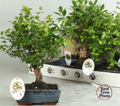 Bonsai Mix 20Ø 25cm