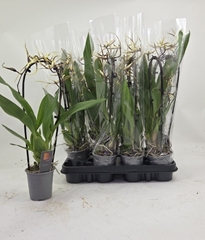 Bratonia Toscane 9Ø 45cm 1st