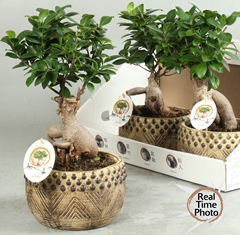 Ficus Microcarpa Ginseng 19Ø 40cm