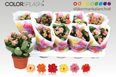 Kalanchoe Double Mix 10Ø 20cm