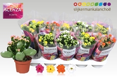 Kalanchoe Double Mix 12Ø 21cm