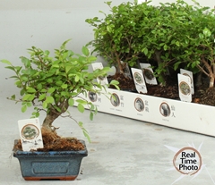 Bonsai Mix 12Ø 20cm