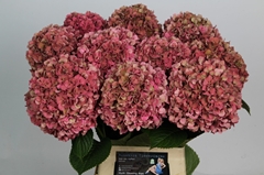 Hydrangea Glowing Alps Classic 70cm 17-19cm Hd