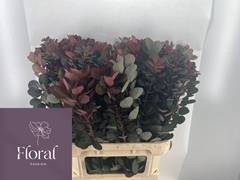Cotinus Coggygria Royal Purple 80cm
