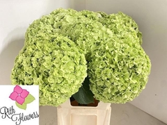 Hydrangea Royal Highness Classic 60cm 19-21cm Hd