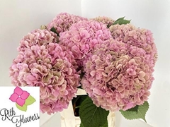 Hydrangea Royal Salute 80cm 22-24cm Hd