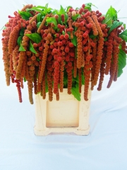 Amaranthus Caudatus Coral Fountain 75cm