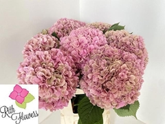 Hydrangea Royal Salute 60cm 19-21cm Hd