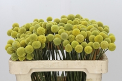 Craspedia Yellow 50cm