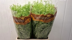 Lepidium Ruderale Green Bell 70cm 20gr.