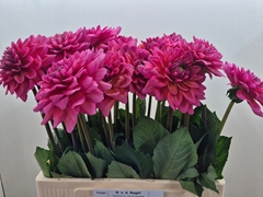 Dahlia Salmon Runner 60cm