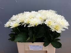 Dahlia Karma Maarten Zwaan 60cm