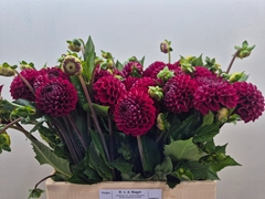 Dahlia Cornel 60cm