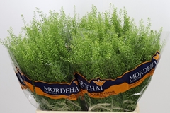 Lepidium Ruderale Green Bell 65cm 10gr.