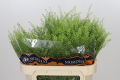 Lepidium Ruderale Green Bell 75cm 20gr.