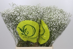 Gypsophila Paniculata Xlence 70cm 15gr.