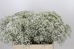 Gypsophila Paniculata Zinzi Tyree 60cm 10gr.