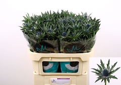 Eryngium Orion Questar 70cm