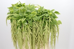 Amaranthus Caudatus Viridis 70cm