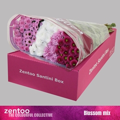 Chrysanth Santini Mix 55cm 48gr.