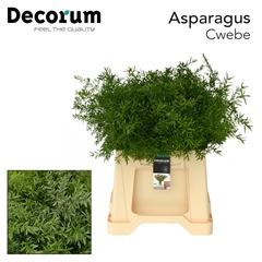 Asparagus Densiflorus Cwebe 40cm
