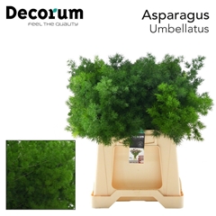Asparagus Umbellatus 45cm