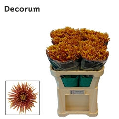 Chrysanth Single Saffina Dark 70cm 80gr.