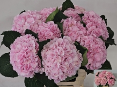 Hydrangea Verena 60cm 16-18cm Hd