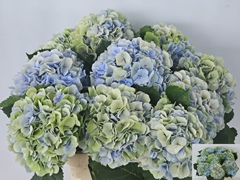 Hydrangea Verena Blue Classic 80cm 19-21cm Hd